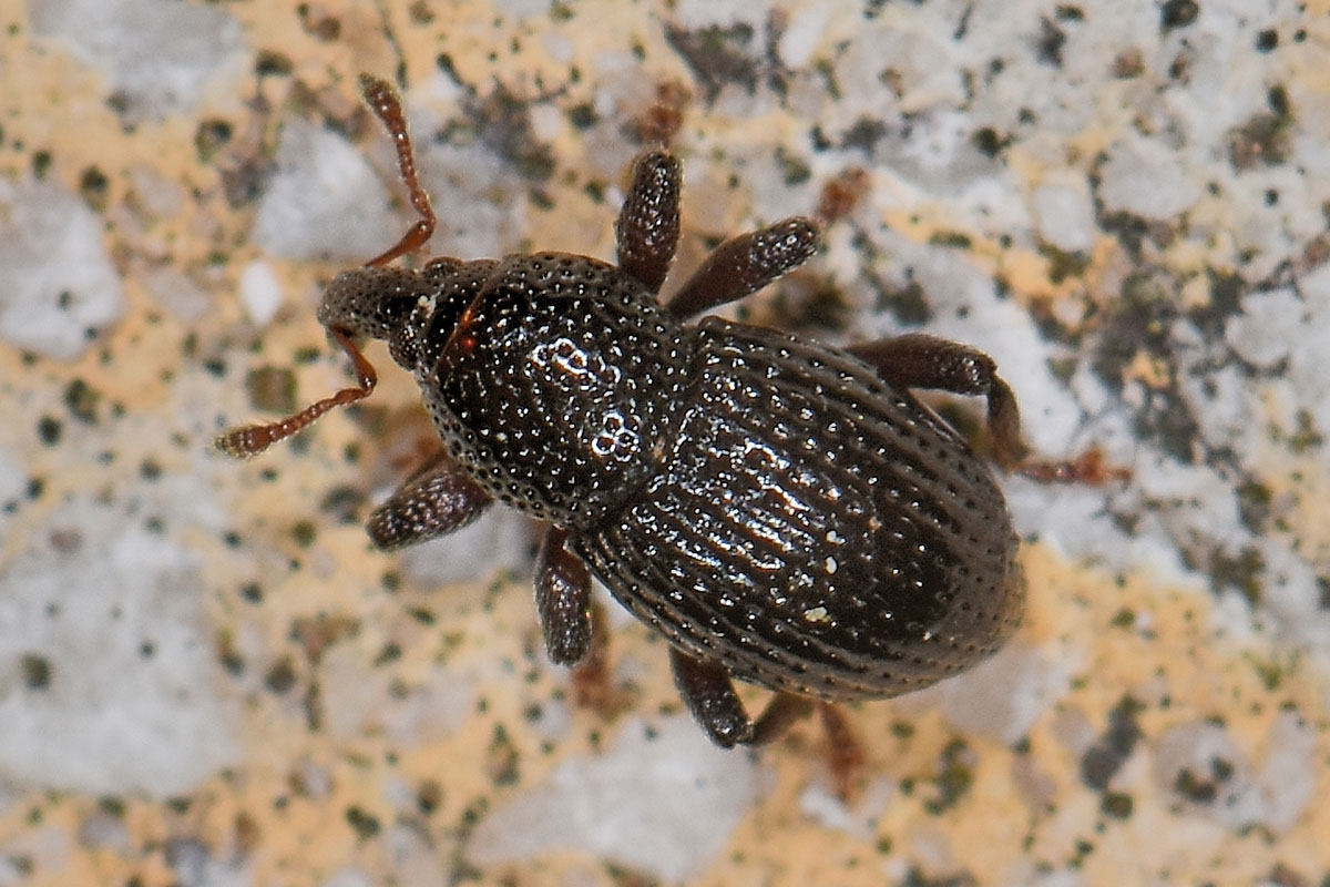 Curculionidae: Leiosoma angelinii